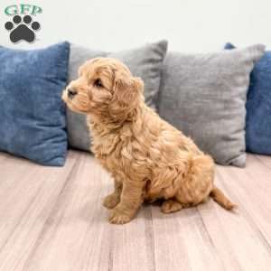 Ryder, Mini Goldendoodle Puppy