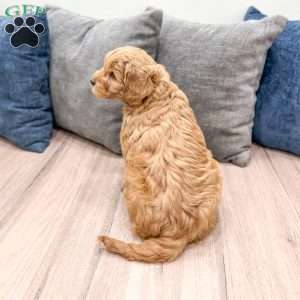 Ryder, Mini Goldendoodle Puppy