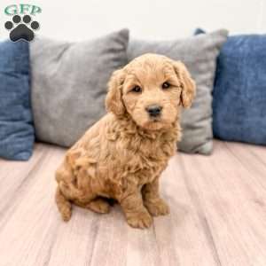 Ryder, Mini Goldendoodle Puppy