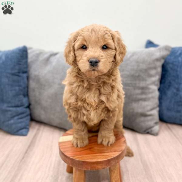 Ryder, Mini Goldendoodle Puppy