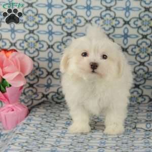 Coconut, Maltipoo Puppy