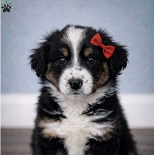 Willow, Australian Shepherd Puppy