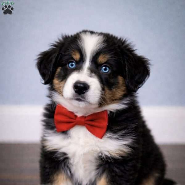 Beau, Australian Shepherd Puppy