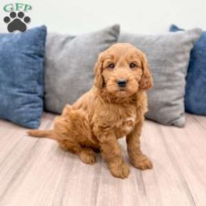 Rover, Mini Goldendoodle Puppy