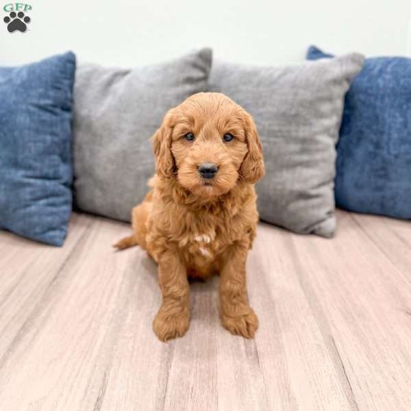 Rover, Mini Goldendoodle Puppy