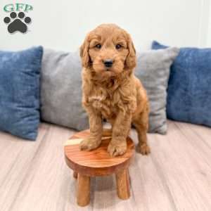 Rover, Mini Goldendoodle Puppy