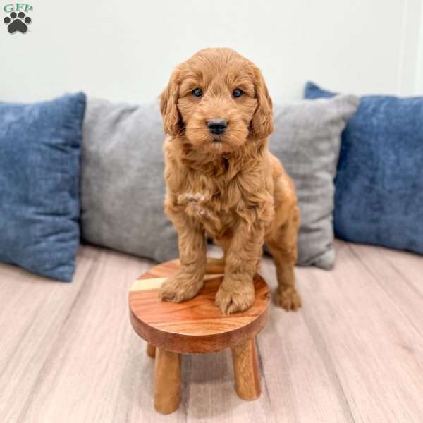 Rover, Mini Goldendoodle Puppy