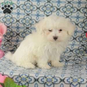 Coconut, Maltipoo Puppy