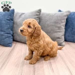 Rusty, Mini Goldendoodle Puppy