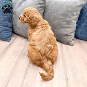 Rusty, Mini Goldendoodle Puppy