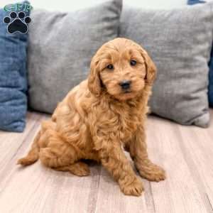 Rusty, Mini Goldendoodle Puppy