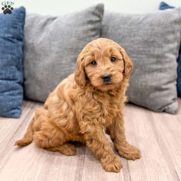 Rusty, Mini Goldendoodle Puppy