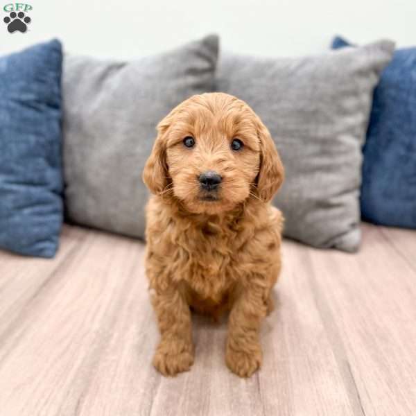 Rusty, Mini Goldendoodle Puppy