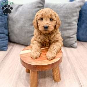 Rusty, Mini Goldendoodle Puppy