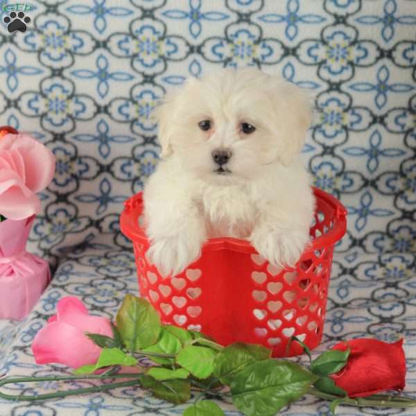 Custard, Maltipoo Puppy
