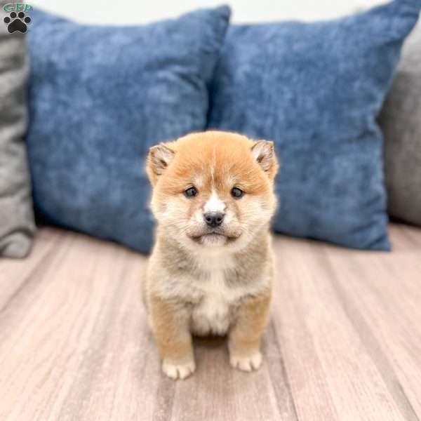 Lucky, Shiba Inu Puppy