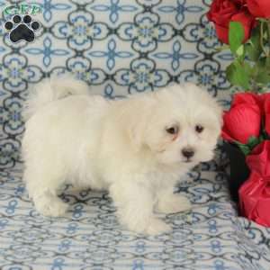 Custard, Maltipoo Puppy