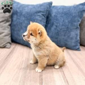 Lucky, Shiba Inu Puppy