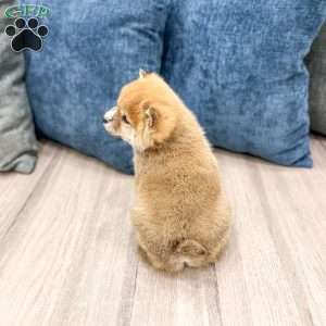 Lucky, Shiba Inu Puppy