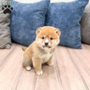 Lucky, Shiba Inu Puppy