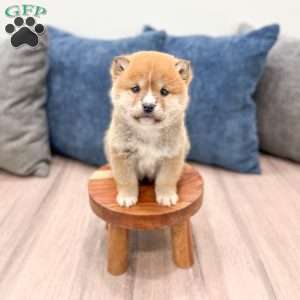 Lucky, Shiba Inu Puppy