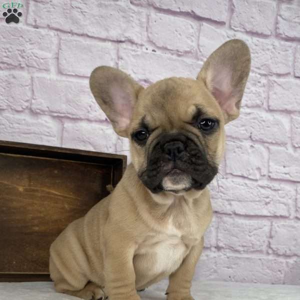 Payton, French Bulldog Puppy