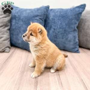 Logan, Shiba Inu Puppy
