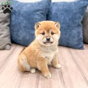 Logan, Shiba Inu Puppy