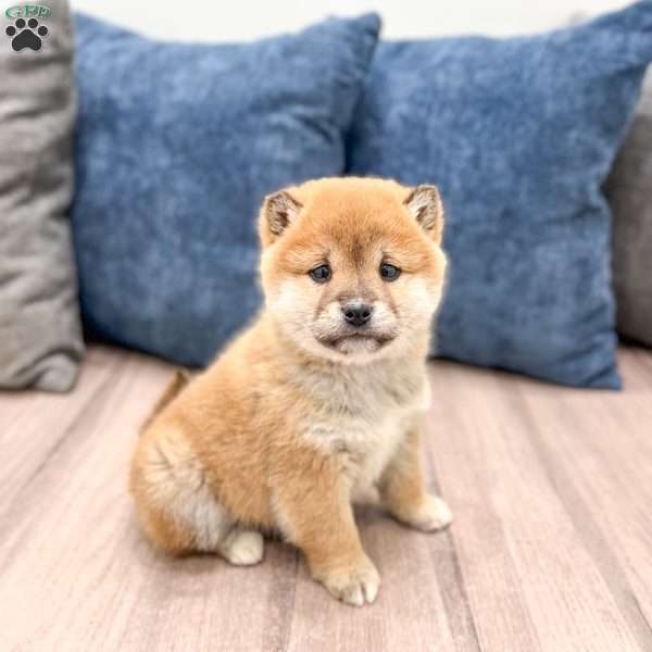 Logan, Shiba Inu Puppy