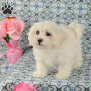 Custard, Maltipoo Puppy