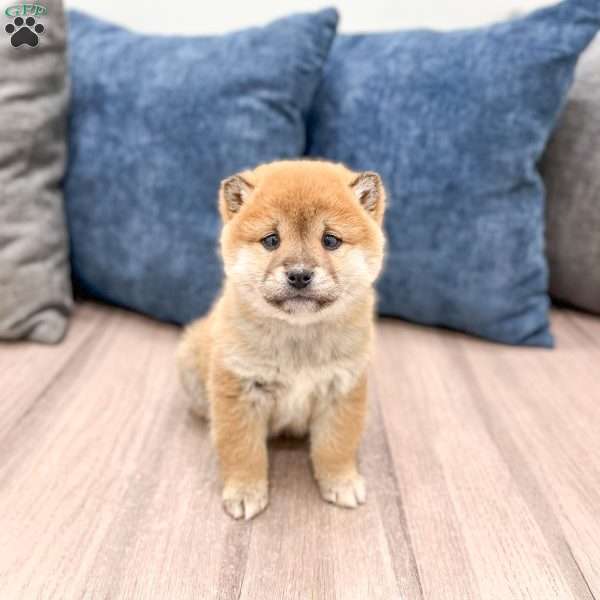 Logan, Shiba Inu Puppy