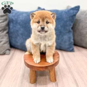 Logan, Shiba Inu Puppy