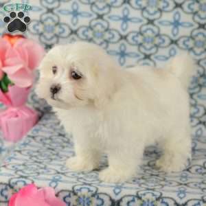 Custard, Maltipoo Puppy