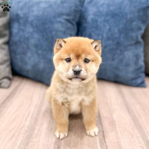Lanie, Shiba Inu Puppy