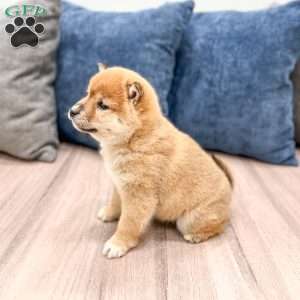 Lanie, Shiba Inu Puppy