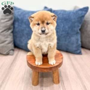 Lanie, Shiba Inu Puppy