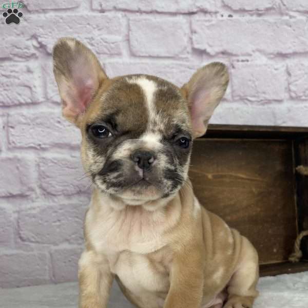Brice, French Bulldog Puppy