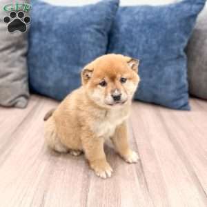 Lanie, Shiba Inu Puppy