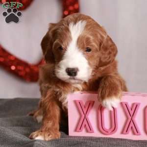 Ginger, Mini Goldendoodle Puppy
