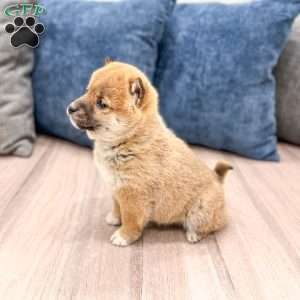 Candy, Shiba Inu Puppy