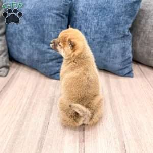 Candy, Shiba Inu Puppy