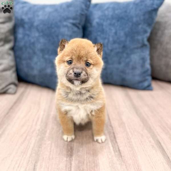 Candy, Shiba Inu Puppy