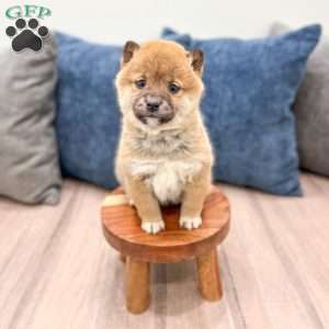 Candy, Shiba Inu Puppy