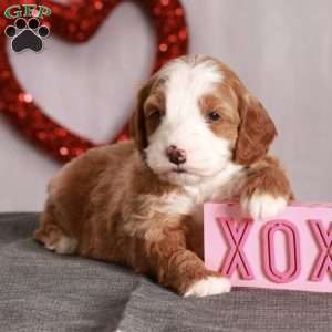 George, Mini Goldendoodle Puppy