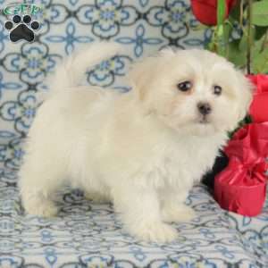 Custard, Maltipoo Puppy