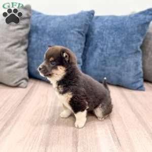 Chloe, Shiba Inu Puppy