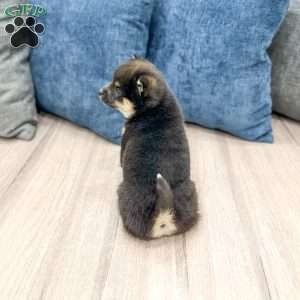 Chloe, Shiba Inu Puppy