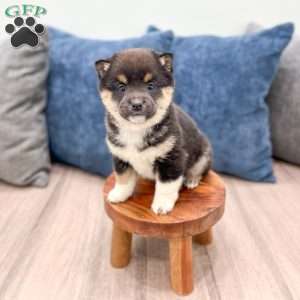 Chloe, Shiba Inu Puppy