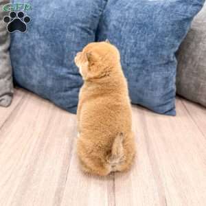 Kingsley, Shiba Inu Puppy