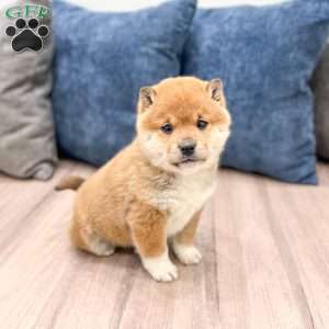 Kingsley, Shiba Inu Puppy